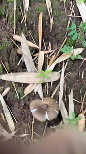 111K views · 1.4K reactions | Proses Panen Jamur Barat yang sangat Langka ini 朗 #jamurbarat #jamurtiram #jamur #jamurliar #jamursawit #bangisur #sibolang | Bang ISur | Facebook