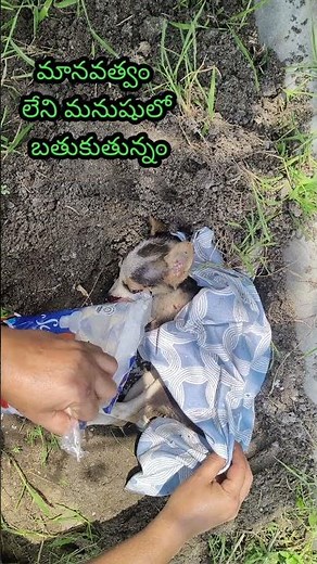 పిల్లని చంపేసారు 😭🐕7993650049🙏🏻 #shorts #dogfeeding #dogsfunny
