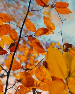 Shawnee Golf :-) | The Shawnee Inn and Golf Resort