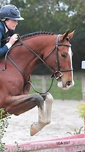 California Boy, 2013, 16.1 hand, Oldenburg Gelding. Mileage in AOs, Jrs, adults, pre-adults, and shown in several national derbies. Multiple tri colors in adults and qualified for Jr hunter finals. Placed in 2022 derby finals with a professional and shown in 3ft derbies with high options with amateur owner. Scope for 4ft and easy step down the lines. Knows his job, very honest, and ready to embark on a career with someone who is looking for a willing and brave partner. Lots of chrome and a consi