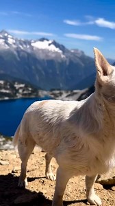 Wild and Free #ChihuahuaLove #ChihuahuaLife #ChihuahuaLover #ChihuahuaReels #ChihuahuaViral #DerpyChihuahua #SassyChihuahua | Chihuahua Lovers