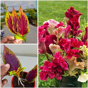 The Art of Coleus growing: Mastering the Technique for Gorgeous Plants | Ashik Muztaba