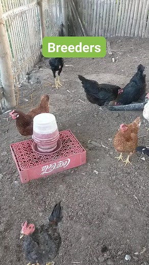 Chicken Breeders #policefarmer #egg1000 #VITMINPRO #Alagangbattlecock #backyardchickens #chickenfarming #FARMISLIFE | Police Farmer 2.0