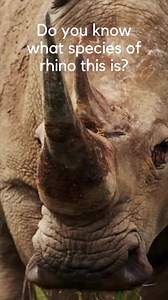 Southern white rhinos are a conservation success story. They were once considered extinct until a small population was discovered in 1895.Due to conservation efforts, southern white rhino numbers jumped to 19,600-21,000 a century later! Wildlife can bounce back if we give it a chance & southern white rhinos are proof of that. #VETPAW #whiterhino #worthmorealive #wildlifeprotection #mothernaturesbeauty #rhinos #antipoaching #wildlifeconservation #wildlifephotography #natgeoafrica #southafrica #en