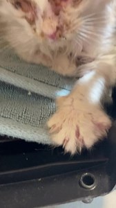 Purr Partners Feline Rescue on Reels