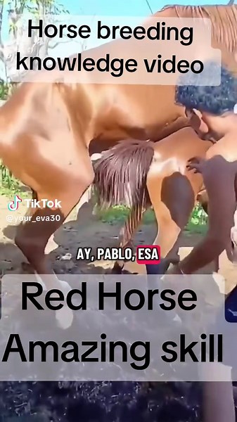 Horse Breeding Knowledge: Tips and Techniques