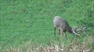 144K views · 2.4K reactions | Beautiful buck | Cedar Ridge Whitetails | Facebook