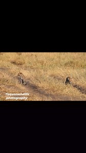 Luluka leading the cubs to the new den. | Maurice Tirason Tira