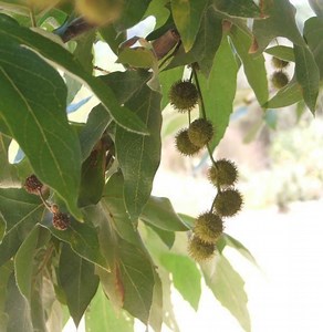 Platanus racemosa - Alchetron, The Free Social Encyclopedia