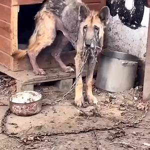 52K views · 4.2K reactions | This animal's amazing transformation after being adopted! | Wow Animals Channel | Facebook