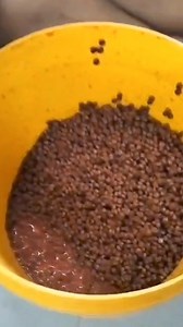 Cara Bancuhan 💦 Pallet 558 Strawberry Oil Banana Oil Result : Keli 🐟 #umpanpatin #umpangreenbait | umpan patin(Greenbait)