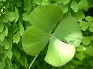 AVENCA + TREVO-DE-QUATRO-FOLHAS - Meu jardim !