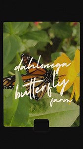 ✨🌷🦋🌷🍃🌷🦋🌷✨ #thingstodoingeorgia #dawsonville #butterfly #nature #northgeorgiamountains #swallowtail #botanical #garden #dahlonega #monarch #butterflies #swallowtailbutterfly #atlanta #discoverdahlonega #ButterflySanctuary | Dahlonega Butterfly Farm