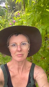 Come meet… Achocha! (Peruvian Cucumber, Bolivian Cucumber)… Also known as Caigua, caihua, stuffing cucumber and slipper gourd… botanical name Cylcanthera pedata. Native to the Andes, it’s in the gourd family (cucurbitaceae) and it is delicious, and a delightful new garden friend (for us)💚… So pleased to meet you, achocha! Grows very well in southern Lutruwita Tasmania, in our cool temperate climate. You can get seeds from our mates at @provenancegrowers if you’d like to grow some next season? I