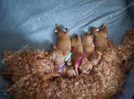 Adorable cavapoo - £1,600