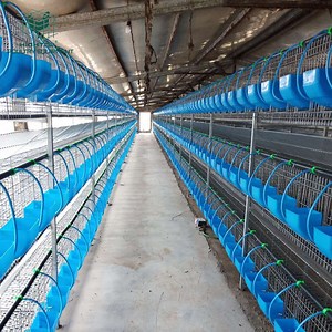 [Hot Item] Large Scale Farming Commercial European Style Parent Breeding Rabbit Cages