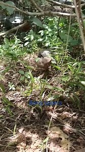 5.8K views · 65 reactions | Binatang Purba (Varanus Nebulosus) | Bang speers | Facebook