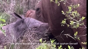 Magical Moments: Rhino Monitors Capture Newborn's First Search for Milk Rhino Monitors captured this stunning footage just a few hours after Tana gave birth to her first son on Thursday. Watch these precious moments as he starts to look for her teats and his first milk that contains the very important colostrum. We are able to share these incredible moments with you as they are filmed by our Rhino Monitors, who guard and protect Tana 24/7. All of the rhinos remain under protection even after the