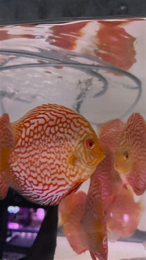 We’re thrilled to announce that our new stock of exotic fancy discus fish has arrived! These stunning and vibrant fish are now available for purchase, perfect for adding elegance and color to your aquarium. Don’t miss the opportunity to enhance your tank with these beautiful discus fish! #FancyDiscus #DiscusFish #ExoticFish #NewStock #AquariumLife #FishKeeping #AquariumHobby #AquariumFish #AquaticLife #AquariumLovers #FishOfInstagram #ColorfulFish #AquariumCommunity #UnderwaterWorld #FishCare #A