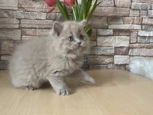 Rachel 😻 british longhair lilac girl Date of birth January 19, 2023 | Criative Diamonds British Shorthair and Longhair Cattery