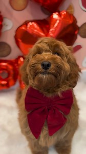 61 reactions | Treat your dog to a pamper this Valentine’s Day! From silky coats to sweet scents, show your dog how much they’re loved with a groom using Pet Head products Just look at how well these doggos scrub up  #pethead #doggrooming #valentinesday #cuddleready | Pet Head | Facebook