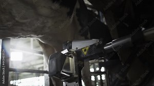 The red laser scans the udder of the cow to pump or suck out milk. Automatic machine robot for milking cow's milk. Cattle in the barn. Robot hand and innovative technologies in agricultural industry.