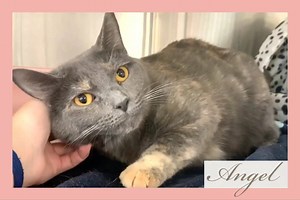 ANGEL is a sweet, 2-year-old dilute calico that wants to find a loving home 🤍 She came back to us because her family was moving and couldn’t bring her along. Angel is always ready to soak up the love from staff and volunteers, but she is hoping to find a family that can give her more love 🤍She doesn’t enjoy the company of our other kitties at the shelter, so she has to stay in her own cage in our lobby. Angel is wondering if you could give her a chance to get out of her cage and enjoy a loving