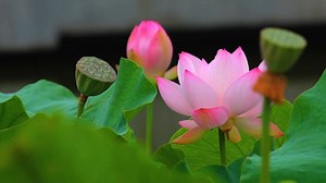 Flor Loto Estanque - Free video on Pixabay