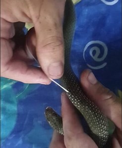 This venomous snake had a massive tapeworm pulled out from under its skin! 😱 | Yahoo Australia