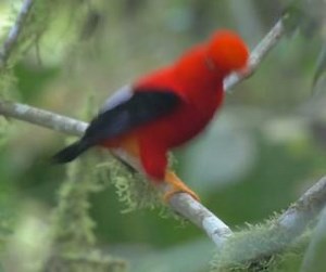 129 reactions · 14 shares | This is an Andean cock-of-the-rock...