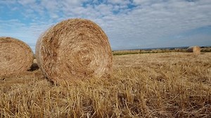 Video Stok Round Hay Bails Fresh Harvest Field (100% Tanpa Royalti) 1095288753 | Shutterstock