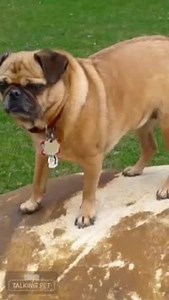 Rowena wants your votes! | Ohio Pug Rescue