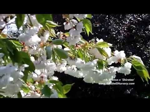 Prunus x 'Shirotae' (Mount Fuji Cherry)