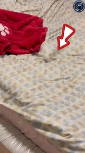 16M views · 10K reactions | This girl wake up at 1_00 AM in the morning _ But what was in the bed 﫡 #reelsvideoシ #arikshyatra10 #factsyoudidntknow #MorningBed #amazingvideo #facts #millionviewsreels | AntarikshYatras10 | Facebook