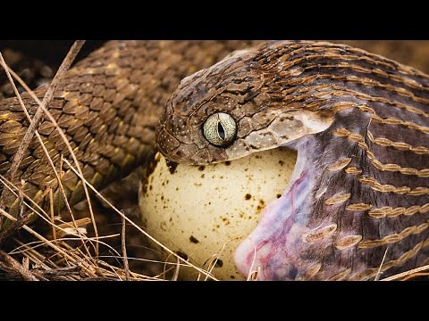 SNAKE EATS EGG!! AFRICAN EGG EATING SNAKE!! | BRIAN BARCZYK