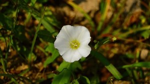 Convolvulus Arvensis Species Bindweed That Rhizomatous Stock Footage Video (100% Royalty-free) 1107698303 | Shutterstock