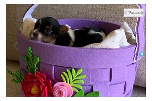 Alex - Biewer Terrier Puppy A1721E