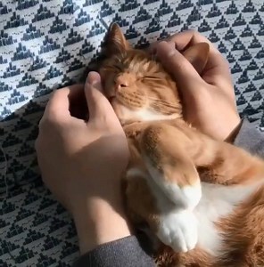 2.4K views · 301 reactions | van kitten tot kat ❤️ via https://i.imgur.com/K9YWnXI.gifv | Santévet | Facebook