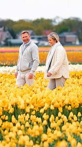 Discover the timeless charm of the Netherlands, always drawing guests back with its verdant countryside and iconic, bright tulips. Contact Condado Travel Inc at info@condadotravel.com to learn more. | Condado Travel | Facebook