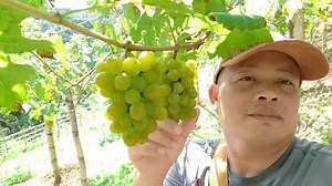 1K views · 150 reactions | Gee Grapes Farm Support Local Tourism Huling gala sa 2023 #grapes #hiking #tourism | R CJ Vlog | Facebook