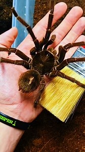 964K views · 31K reactions | He's still kicking almost a year after filming this goodbye #animals #beautiful #venomman20 #spiders #tarantula #venomous | Venomman20 | Facebook