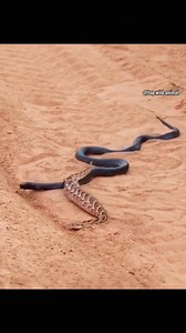 the black mamba | David Benoit