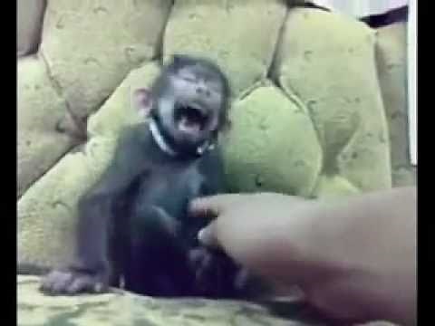 Laughing monkey