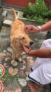 Lucu banget guguk nya 😍🥰 🎥 rakinann | punapi_gianyar