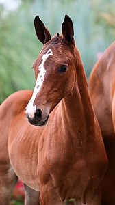 Lot 69. Vaiana van M&K Z Vino For Fun x Cero I Filly | 01.06.2025 Top genes from a proven nest. Vaiana van M&K Z is a bay filly by Vino For Fun, a modern stallion bringing blood and balance, and out of a damline rich in performance. She hails from the direct family of Wendelina van ’t Merelsnest, the legendary mare who produced multiple top jumpers including VDL Glasgow van ’t Merelsnest. A filly with scope, class, and top sport in her sights. 🔗 More info on our website ➡️ Next Live Auction: Au