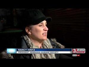 Humane Society rescues 18 Samoyeds from Iowa puppy mill