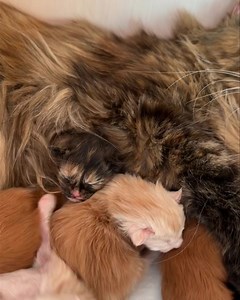 Eating, sleeping, growing 🫶🫶🫶🫶🫶🫶🫶 Coca Cola with her babies 😘😘😘😘😘 . . . #cat #cats_of_instagram #cutecat #cute #kitty #catloversclub #instacat #catsofinstagram #mainecooncat #catstagram #catlover #mainecoonkitten #mainecoonlovers #catlady #catlife #kittensofinstagram #mainecoon #melluandia #meow #catoftheday #cutecats #MCO #kitten #lovecats #catofinstagram #bigcat #babycat | Melluandia PL Maine Coon Cattery