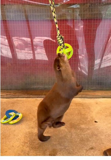 Play with OTTERS! New Toy Fun at AnimalEDventures