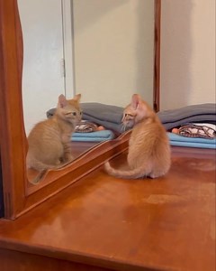 Condor feels the same way about the kitten in the mirror as most of us feel about Mondays. 😾 Adopt this playful little guy to make all your Mondays (and every day!) a whole lot better. Condor also promises to protect you from the kitten in the mirror. Apply to bring home this cute kitty at allieshaven.org! | Allie's Haven Animal Rescue