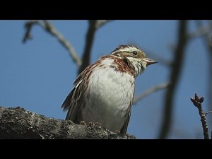 カシラダカ(Rustic Bunting) の小さな鳴き声。（囀り） Febryary 28,2016